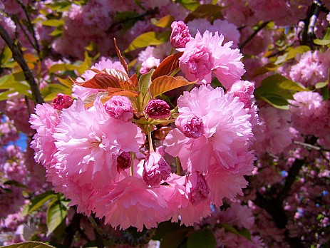 Hana (Flower) Hana (Flower)